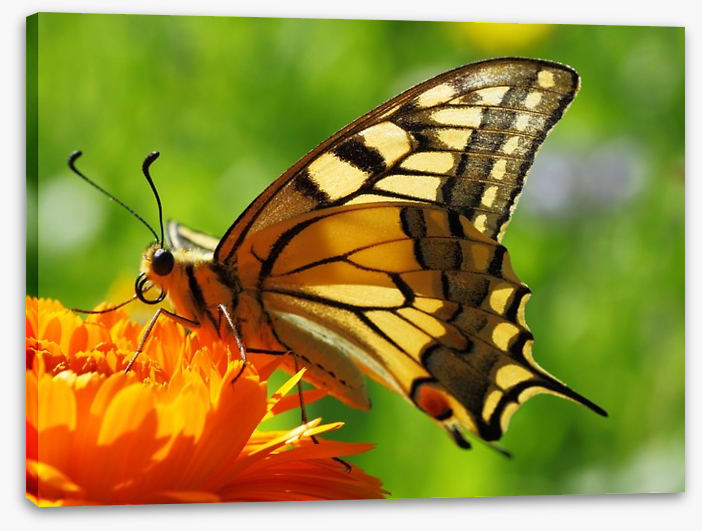 Butterflies