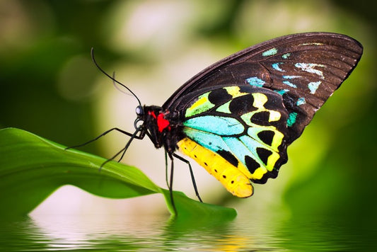 Birdwing balance