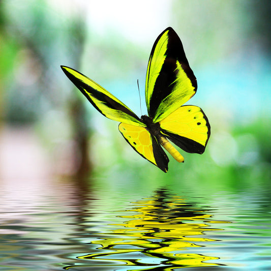 Butterfly reflections