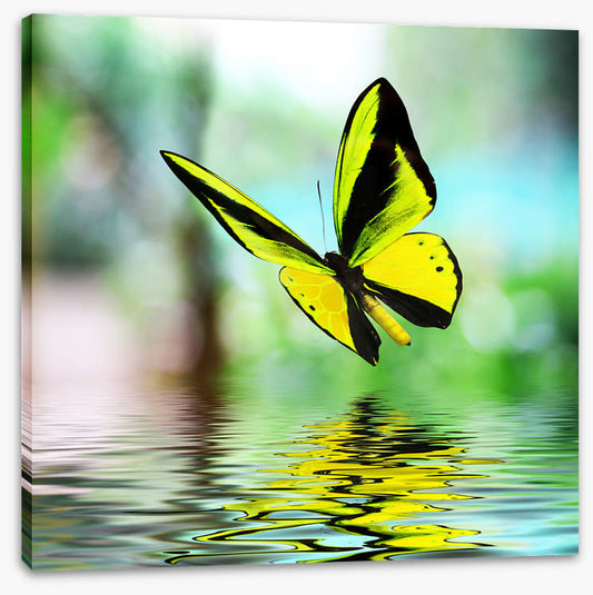 Butterfly reflections