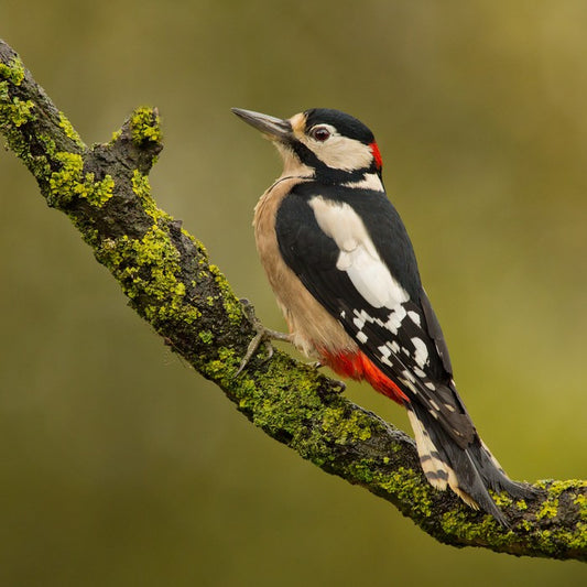 Birds