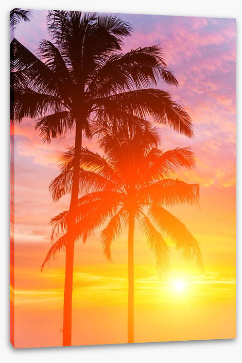 Palm tree sundown