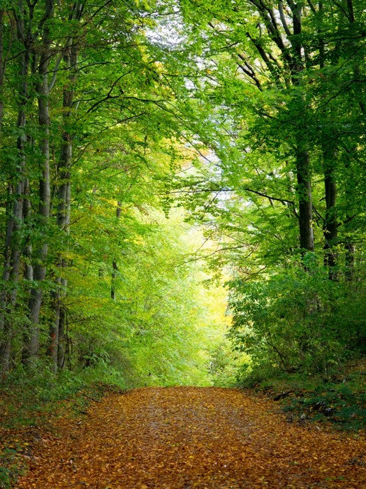 Green forest clearing