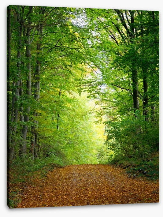 Green forest clearing