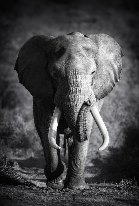 Elephant bull