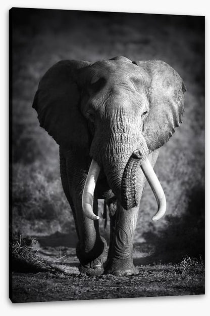 Elephant bull