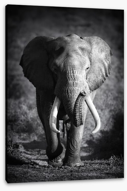 Elephant bull