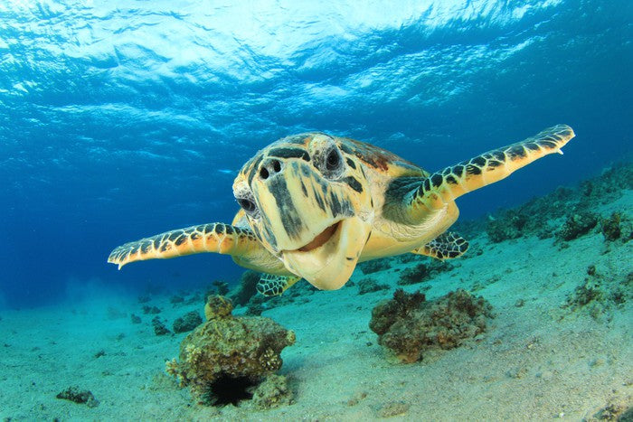 Hawksbill sea turtle