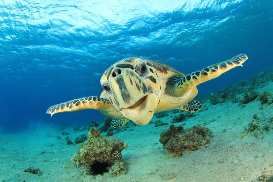Hawksbill sea turtle