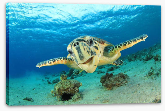 Hawksbill sea turtle