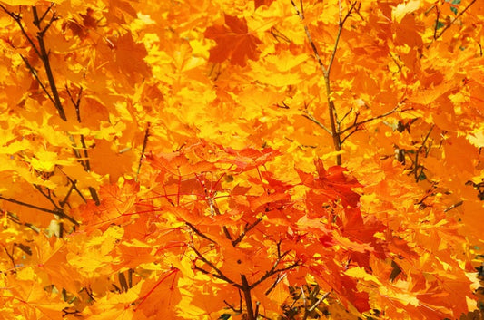 Leaves