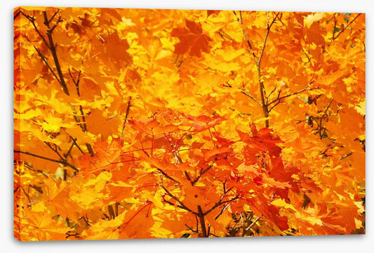 Leaves