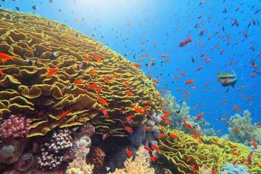 Golden cabbage coral