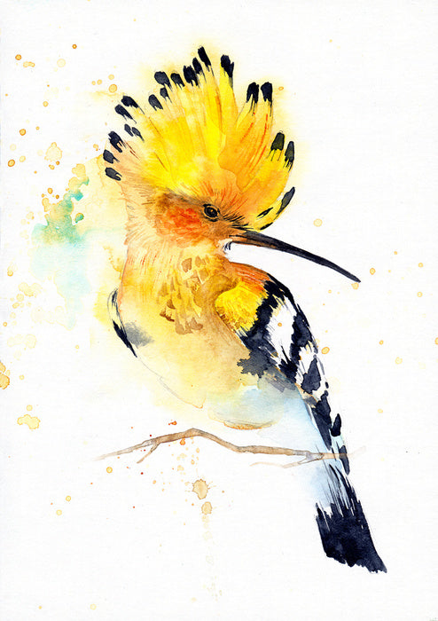 Hoopoe splash