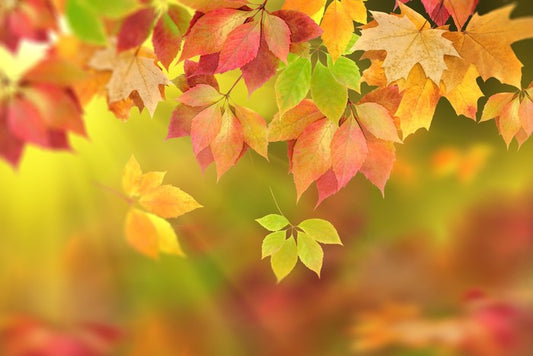 Fall