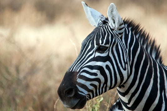 Zebra in Serengeti National Park