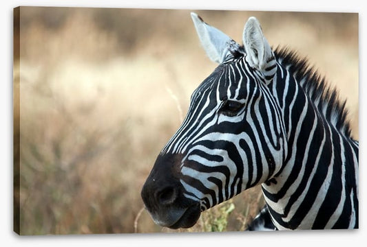 Zebra in Serengeti National Park