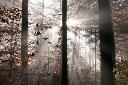 Autumn forest sunbeam