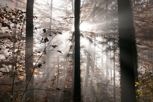 Autumn forest sunbeam