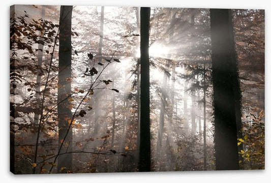 Autumn forest sunbeam