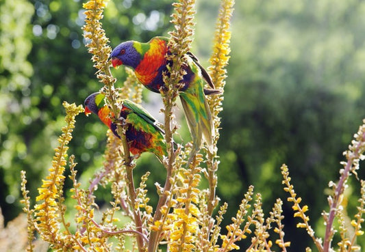 Rainbow lorikeet couple