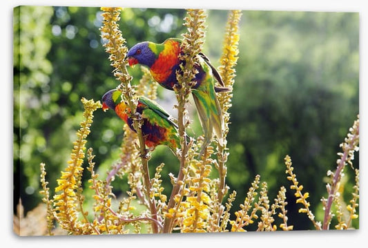 Rainbow lorikeet couple