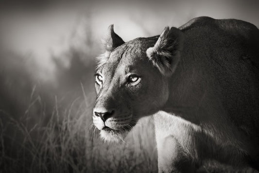 Stalking lioness