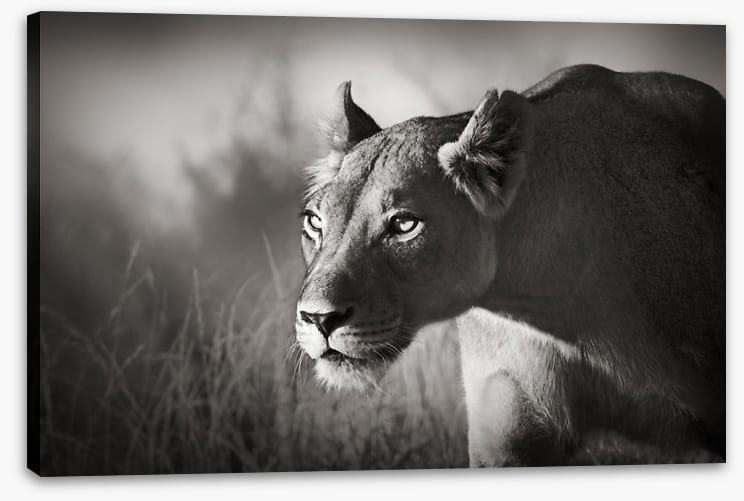 Stalking lioness