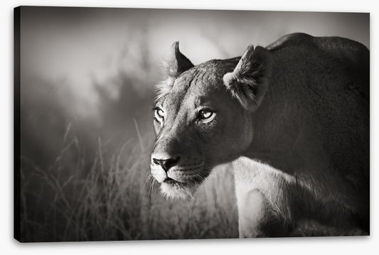 Stalking lioness