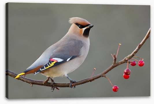 Bohemian waxwing