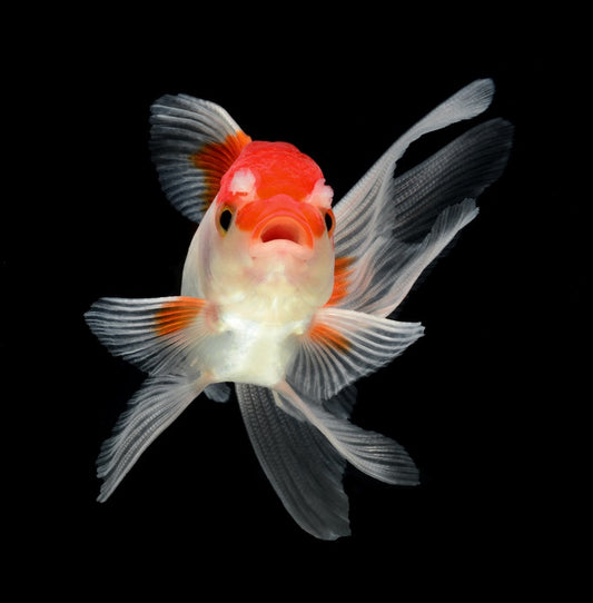 Fish / Aquatic