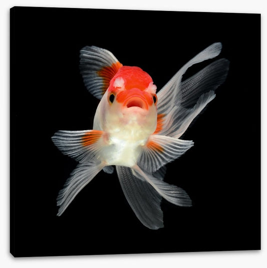 Fish / Aquatic