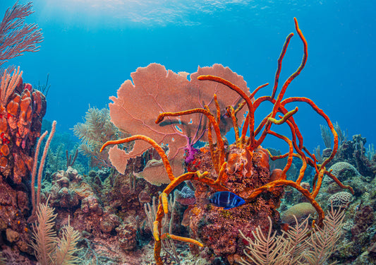 Underwater