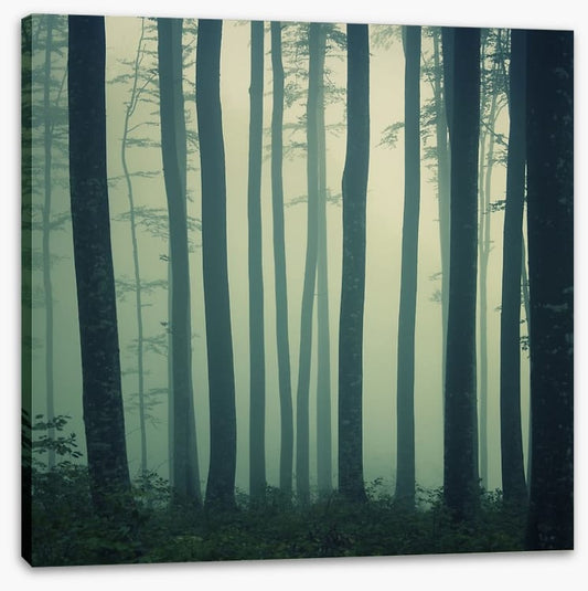 Mystic foggy beech forest