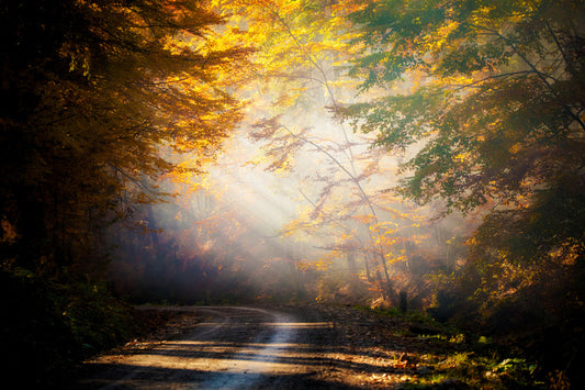 Forests