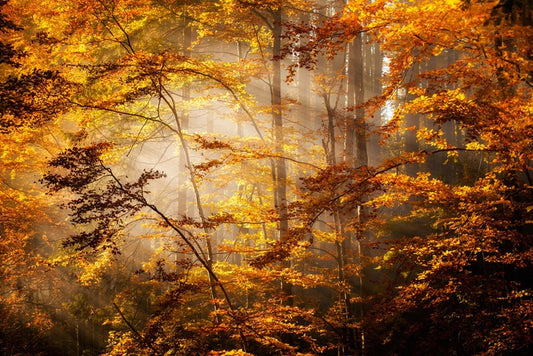 Shadows of fall