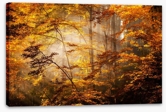 Shadows of fall