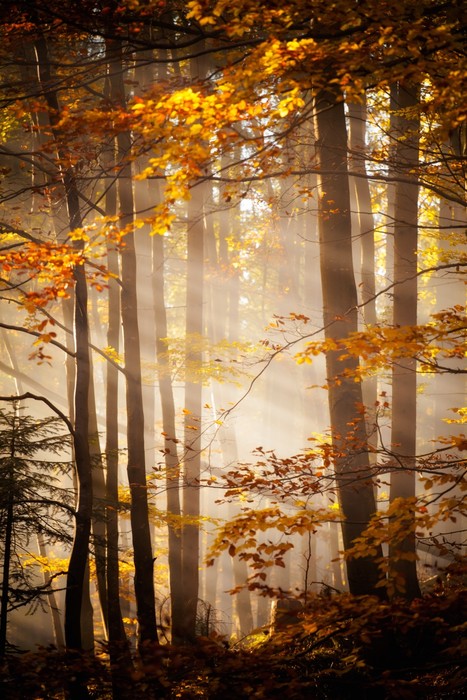Sunlight in the Autumn woods