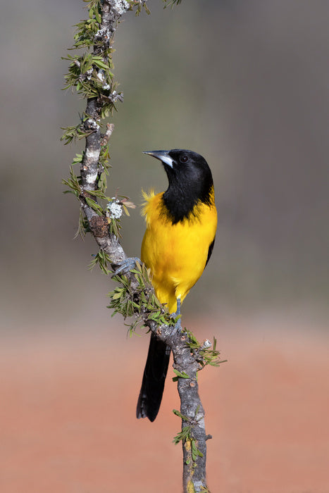 Audubon's oriole