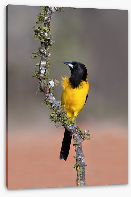 Audubon's oriole