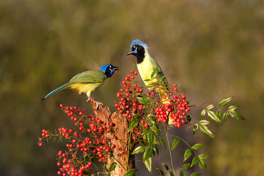 Birds