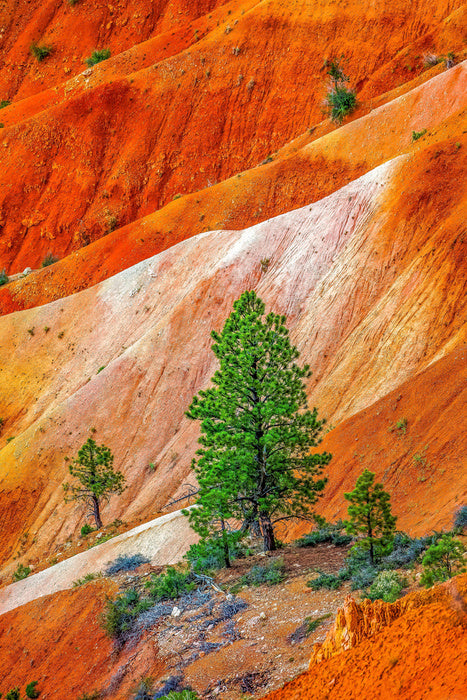 Bryce Canyon greens