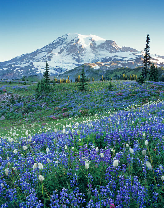 Beyond the meadow