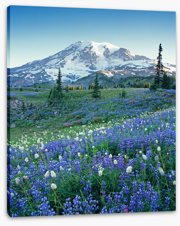 Beyond the meadow