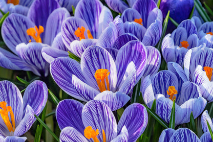 Spring burst