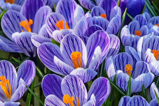 Spring burst