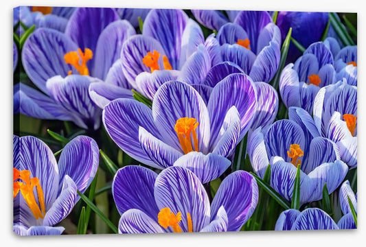 Spring burst