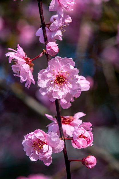 Bellevue blossoms