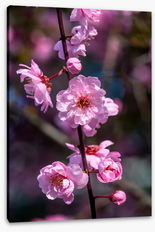 Bellevue blossoms