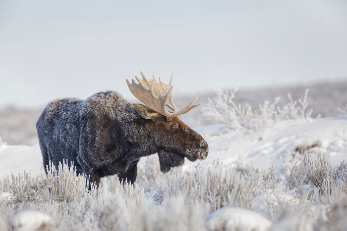 Frosty moose